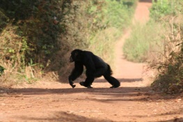 Sweeping Census Provides New Population Estimate For Western Chimpanzees